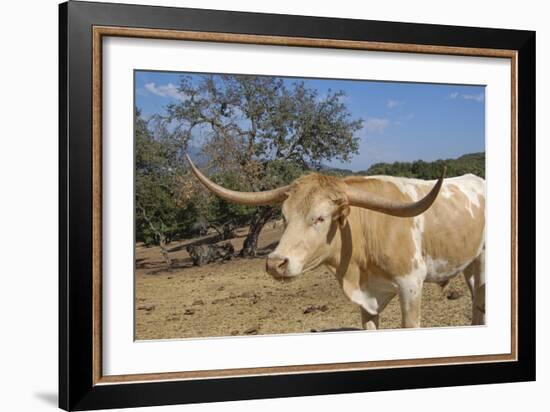 Cow-Robert Kaler-Framed Photographic Print