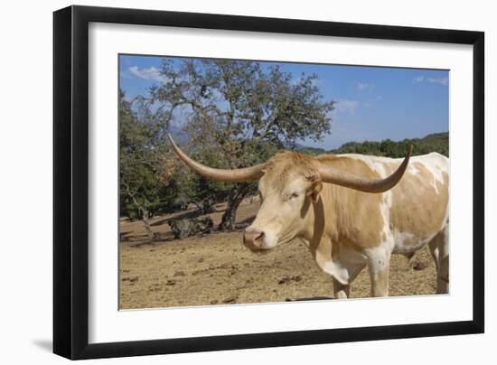 Cow-Robert Kaler-Framed Photographic Print