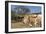 Cow-Robert Kaler-Framed Photographic Print