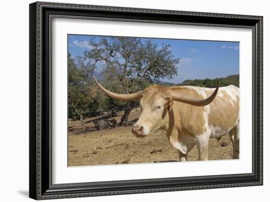 Cow-Robert Kaler-Framed Photographic Print