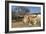 Cow-Robert Kaler-Framed Photographic Print