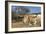 Cow-Robert Kaler-Framed Photographic Print