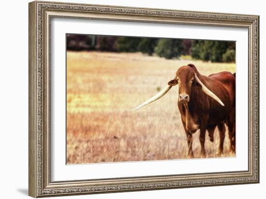Cow-Pixie Pics-Framed Photographic Print