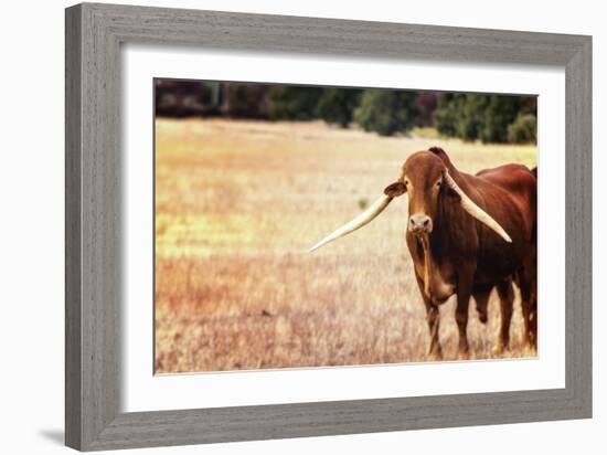 Cow-Pixie Pics-Framed Photographic Print