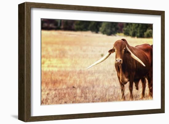 Cow-Pixie Pics-Framed Photographic Print