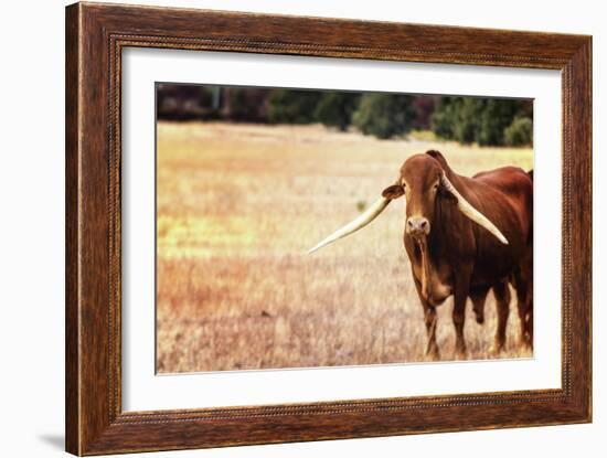 Cow-Pixie Pics-Framed Photographic Print