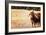 Cow-Pixie Pics-Framed Photographic Print