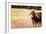 Cow-Pixie Pics-Framed Photographic Print