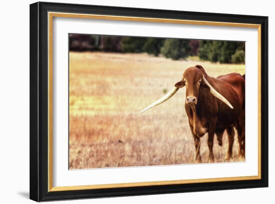 Cow-Pixie Pics-Framed Photographic Print