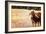 Cow-Pixie Pics-Framed Photographic Print