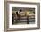 Cowboy and Horses-Darrell Gulin-Framed Photographic Print