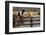 Cowboy and Horses-Darrell Gulin-Framed Photographic Print