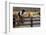 Cowboy and Horses-Darrell Gulin-Framed Photographic Print