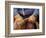 Cowboy and Rope, Ponderosa Ranch, Seneca, Oregon, USA-Darrell Gulin-Framed Photographic Print