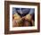 Cowboy and Rope, Ponderosa Ranch, Seneca, Oregon, USA-Darrell Gulin-Framed Photographic Print