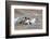 Cowboy at Full Gallop in Motion-Terry Eggers-Framed Photographic Print