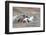 Cowboy at Full Gallop in Motion-Terry Eggers-Framed Photographic Print