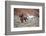 Cowboy at Full Gallop-Terry Eggers-Framed Photographic Print