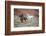 Cowboy at Full Gallop-Terry Eggers-Framed Photographic Print