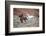 Cowboy at Full Gallop-Terry Eggers-Framed Photographic Print