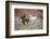 Cowboy at Full Gallop-Terry Eggers-Framed Photographic Print