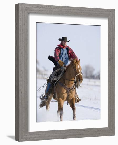 Cowboy Cantering Through Snow on Chestnut Red Dun Quarter Horse Gelding, Berthoud, Colorado, USA-Carol Walker-Framed Photographic Print