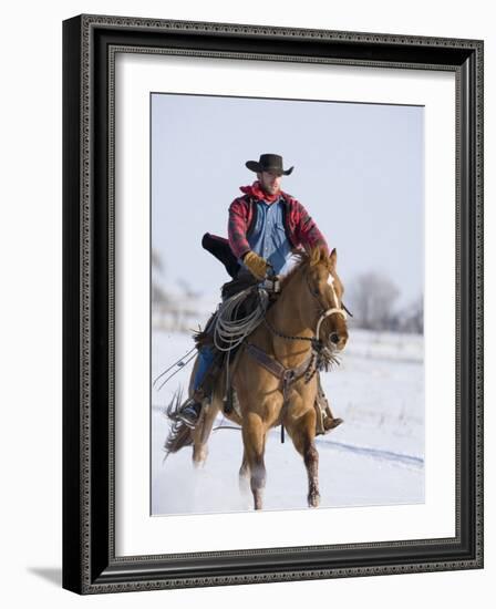 Cowboy Cantering Through Snow on Chestnut Red Dun Quarter Horse Gelding, Berthoud, Colorado, USA-Carol Walker-Framed Photographic Print