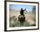 Cowboy Driving Cattle with Lasso through Central Oregon, USA-Janis Miglavs-Framed Photographic Print