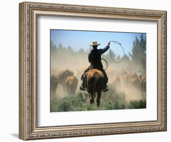 Cowboy Driving Cattle with Lasso through Central Oregon, USA-Janis Miglavs-Framed Photographic Print