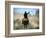 Cowboy Driving Cattle with Lasso through Central Oregon, USA-Janis Miglavs-Framed Photographic Print