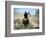 Cowboy Driving Cattle with Lasso through Central Oregon, USA-Janis Miglavs-Framed Photographic Print