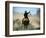 Cowboy Driving Cattle with Lasso through Central Oregon, USA-Janis Miglavs-Framed Photographic Print