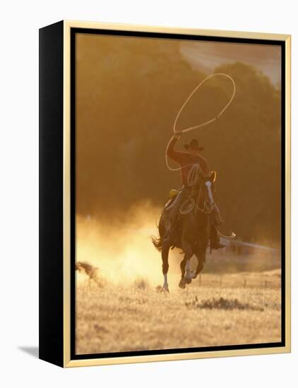 Cowboy Galloping While Swinging a Rope Lassoo at Sunset, Flitner Ranch, Shell, Wyoming, USA-Carol Walker-Framed Premier Image Canvas