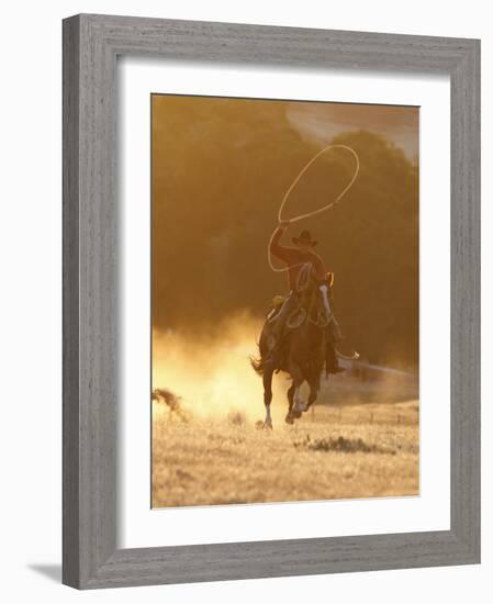 Cowboy Galloping While Swinging a Rope Lassoo at Sunset, Flitner Ranch, Shell, Wyoming, USA-Carol Walker-Framed Photographic Print