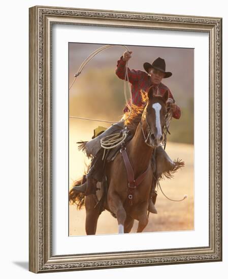 Cowboy Galloping While Swinging a Rope Lassoo at Sunset, Flitner Ranch, Shell, Wyoming, USA-Carol Walker-Framed Photographic Print