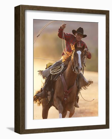 Cowboy Galloping While Swinging a Rope Lassoo at Sunset, Flitner Ranch, Shell, Wyoming, USA-Carol Walker-Framed Photographic Print