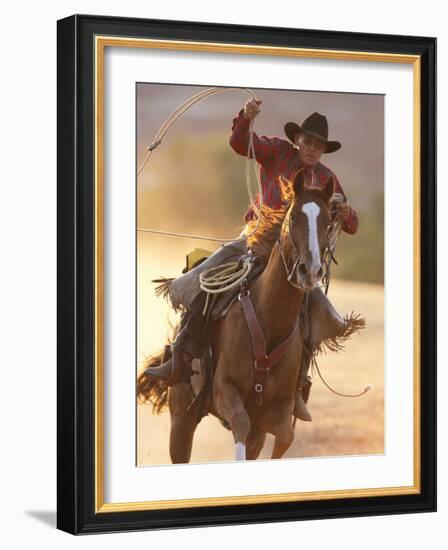 Cowboy Galloping While Swinging a Rope Lassoo at Sunset, Flitner Ranch, Shell, Wyoming, USA-Carol Walker-Framed Photographic Print