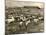 Cowboy Herding Cattle in the Railroad Stockyards at Kansas City Missouri 1890-null-Mounted Giclee Print