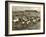 Cowboy Herding Cattle in the Railroad Stockyards at Kansas City Missouri 1890-null-Framed Giclee Print