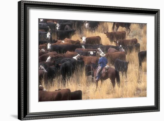 Cowboy Herding Cattle in the Sierras of California Near Bridgeport-John Alves-Framed Photographic Print