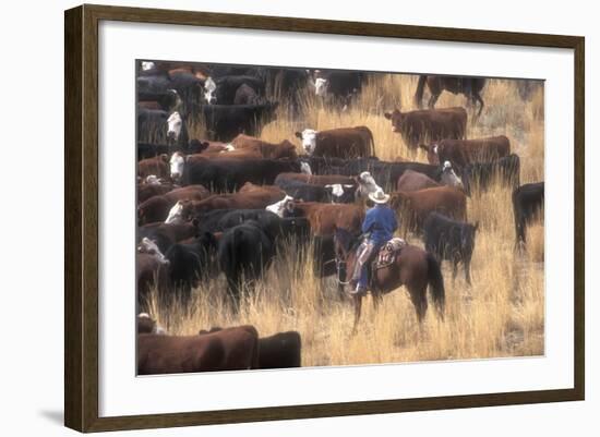 Cowboy Herding Cattle in the Sierras of California Near Bridgeport-John Alves-Framed Photographic Print