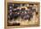 Cowboy Herding Cattle in the Sierras of California Near Bridgeport-John Alves-Framed Premier Image Canvas