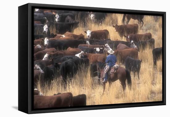 Cowboy Herding Cattle in the Sierras of California Near Bridgeport-John Alves-Framed Premier Image Canvas