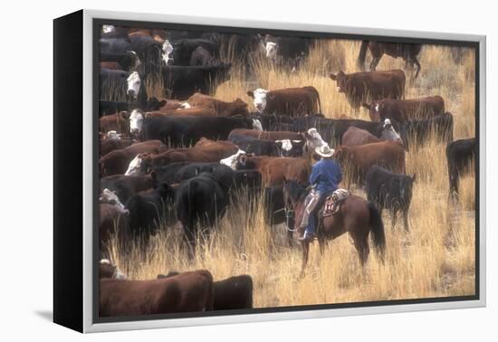 Cowboy Herding Cattle in the Sierras of California Near Bridgeport-John Alves-Framed Premier Image Canvas