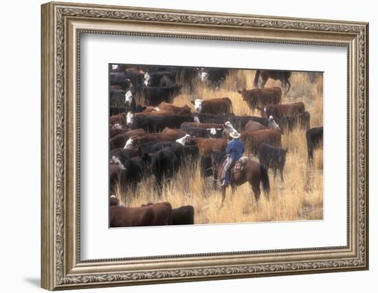 Cowboy Herding Cattle in the Sierras of California Near Bridgeport-John Alves-Framed Photographic Print