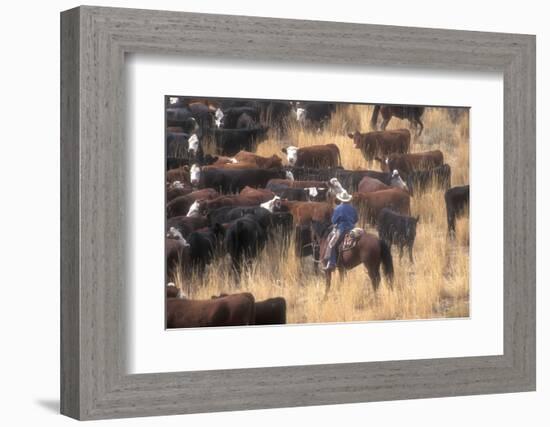 Cowboy Herding Cattle in the Sierras of California Near Bridgeport-John Alves-Framed Photographic Print