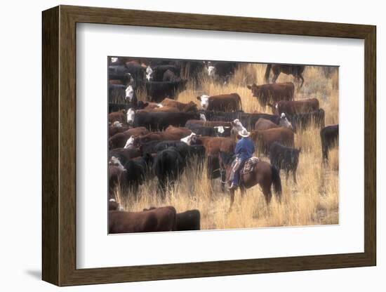 Cowboy Herding Cattle in the Sierras of California Near Bridgeport-John Alves-Framed Photographic Print
