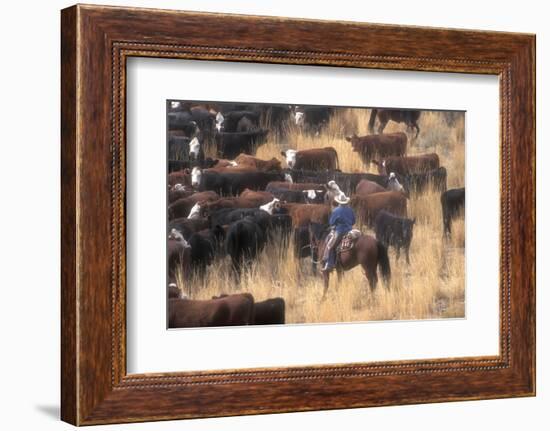 Cowboy Herding Cattle in the Sierras of California Near Bridgeport-John Alves-Framed Photographic Print