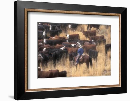 Cowboy Herding Cattle in the Sierras of California Near Bridgeport-John Alves-Framed Photographic Print