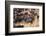 Cowboy Herding Cattle in the Sierras of California Near Bridgeport-John Alves-Framed Photographic Print